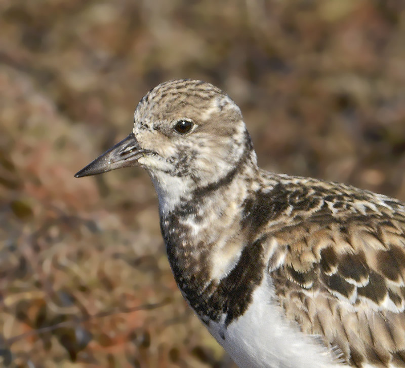 Non-breeding Adult Portrait