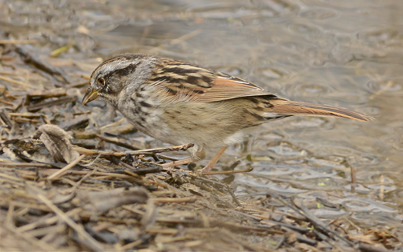 Swamp Sparrow 