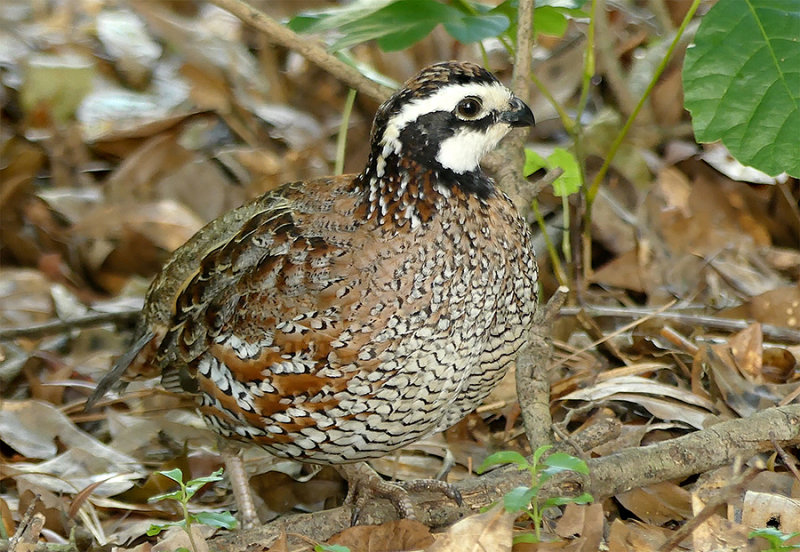 Northern Bobwhite (Male)