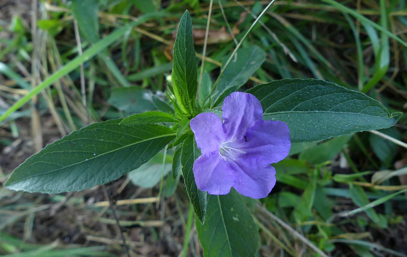 Petunia, Carolina Wild