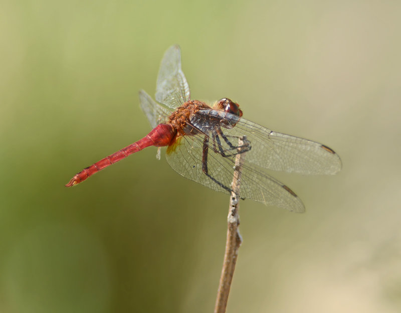 Red-tailed Pennant  (Female)