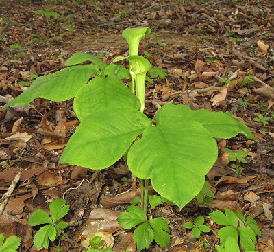 Jack-in-the-Pulpit 