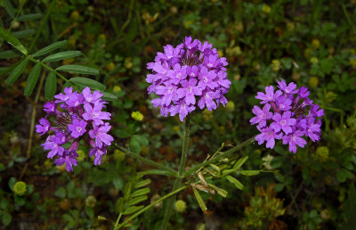 Vervain, Moss