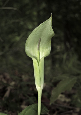 Jack in the Pulpit 