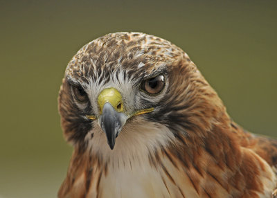 Red-tailed Hawk