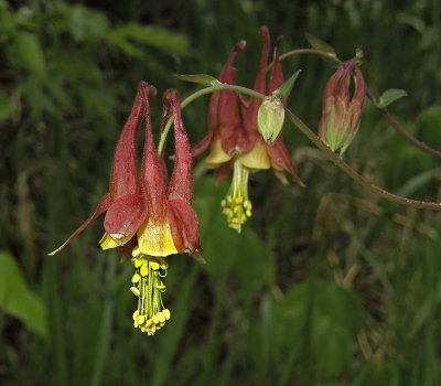 Columbine, Eastern