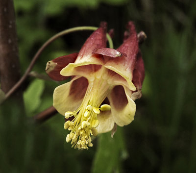 Columbine, Eastern