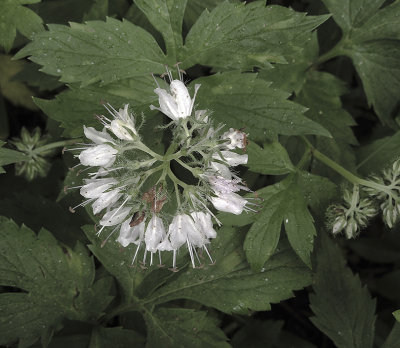 Waterleaf, Eastern