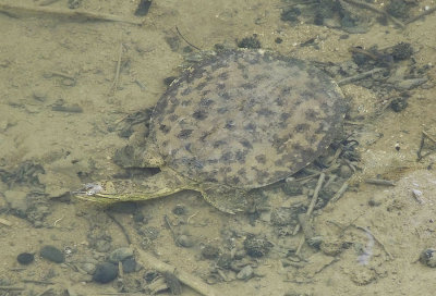 Gulf Coast Spiny Softshell Turtle