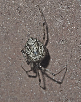 Cobweb Spider 