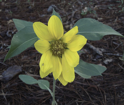 Sunflower, Common