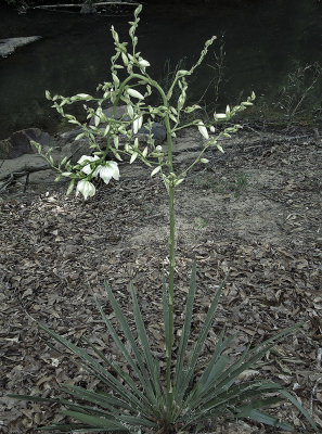 Yucca, Threadleaf