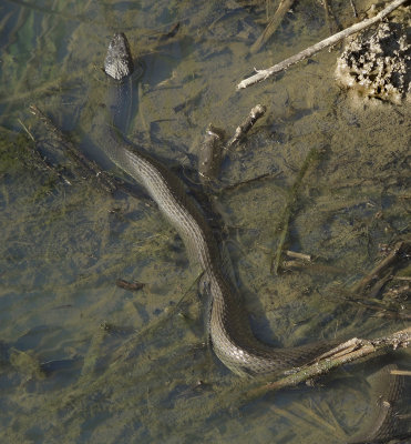 Plain-bellied Water Snake 