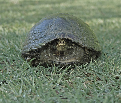 Common Musk Turtle