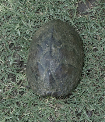common musk turtle (dorsal)
