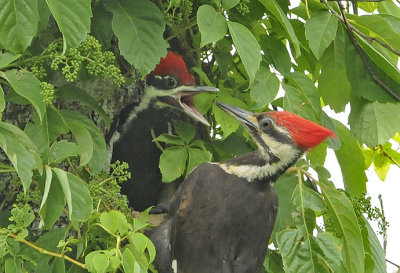Pileated Woodpeckers Feeding their Young