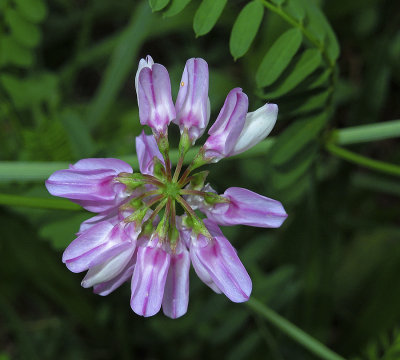 Crownvetch