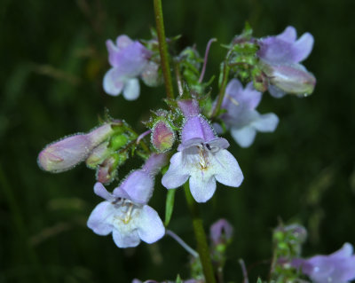 Beardtongue, Eastern Gray