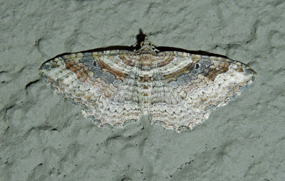 Bent-line Carpet Moth (7416)