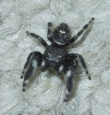 Phidippus audax