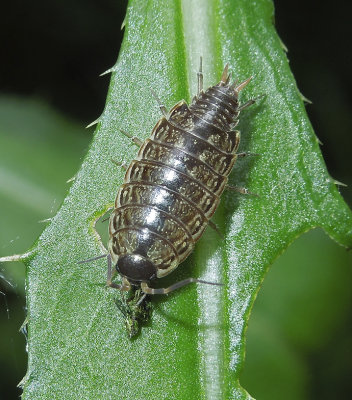 Woodlouse 