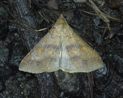 Discolored Renia Moth (8381)