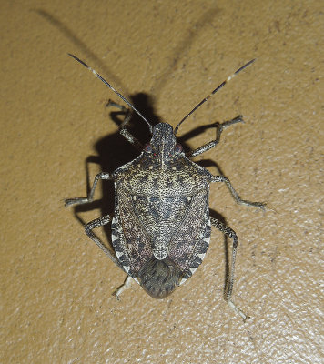 Brown Marmorated Stink Bug