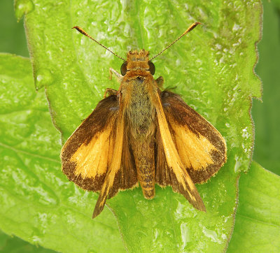 Zabulon Skipper