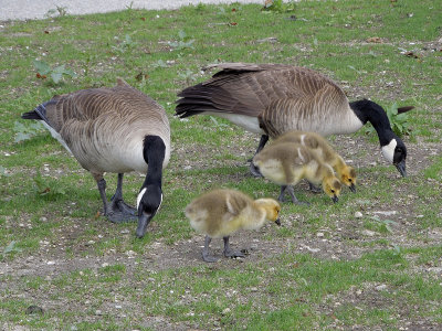 Canada Geese with Goslings