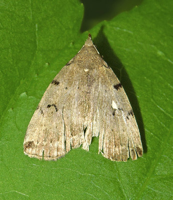 Lettered Zanclognatha Moth (8340)