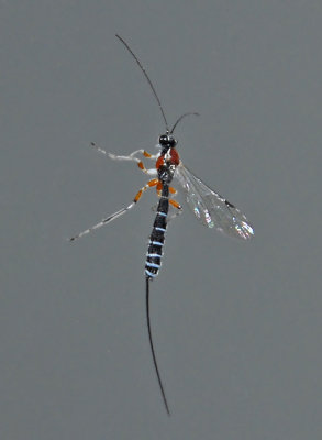 Perithous scurra pleuralis