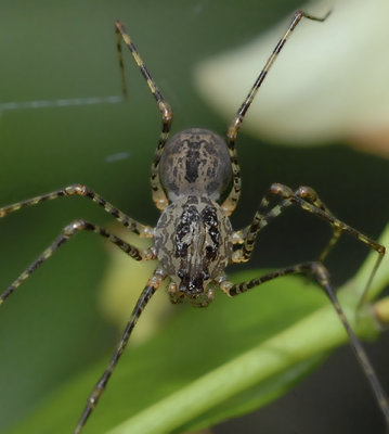 Scytodes globula