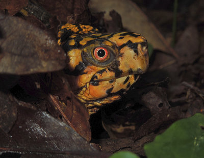 Eastern Box Turtle