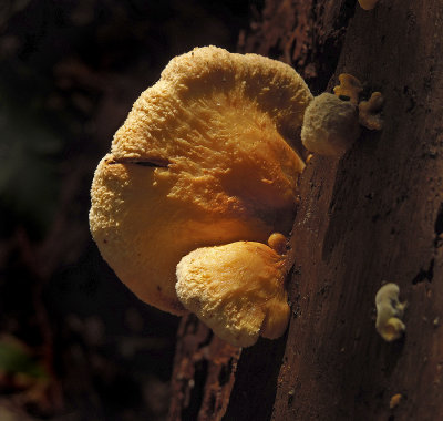 Unidentified Wood Fungus