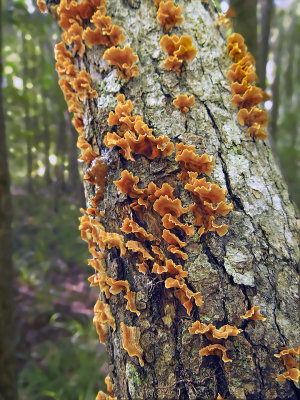 Unidentified Tree Fungus