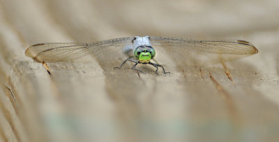 Eastern Pondhawk (Male) (Frontal View)