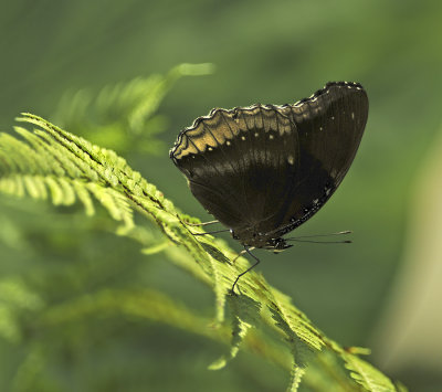 Great Egg Fly