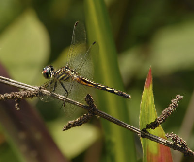 Female