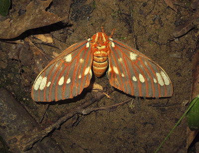 Regal Moth (7706)