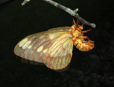 Regal Moth (7706)
