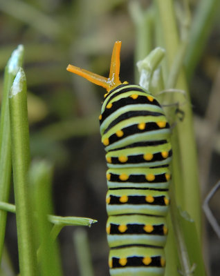 Eastern Black Swallowtail caterpillar Showing Osmeterium 