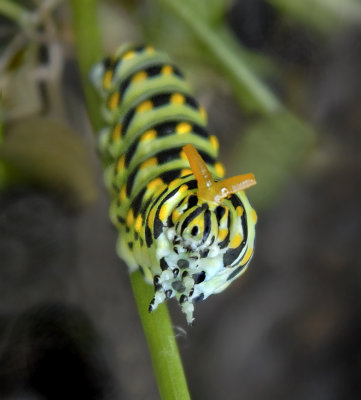 Eastern Black Swallowtail caterpillar Showing Osmeterium