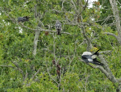 Swallow-tailed and Mississippi Kites