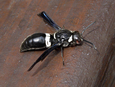 Four-toothed Mason Wasp 