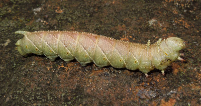 Elm Sphinx Caterpillar (7786)