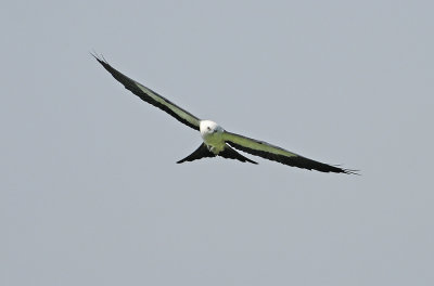 Swallow-tailed Kite