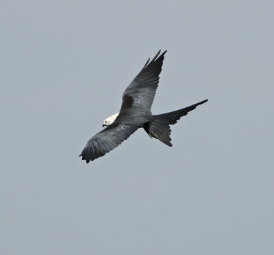 Swallow-tailed Kite