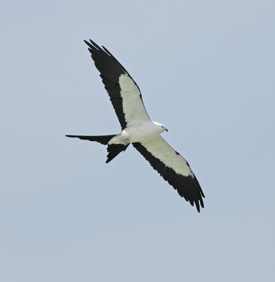 Swallow-tailed Kite