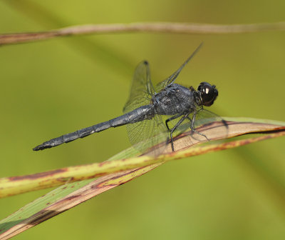 Slaty Skimmer (Male)