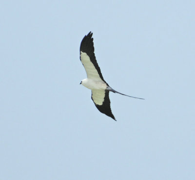 Swallow-tailed Kite